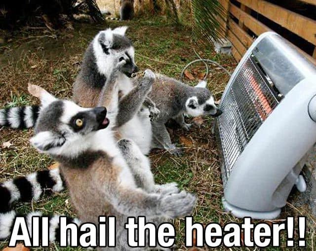 Lemurs standing around heater